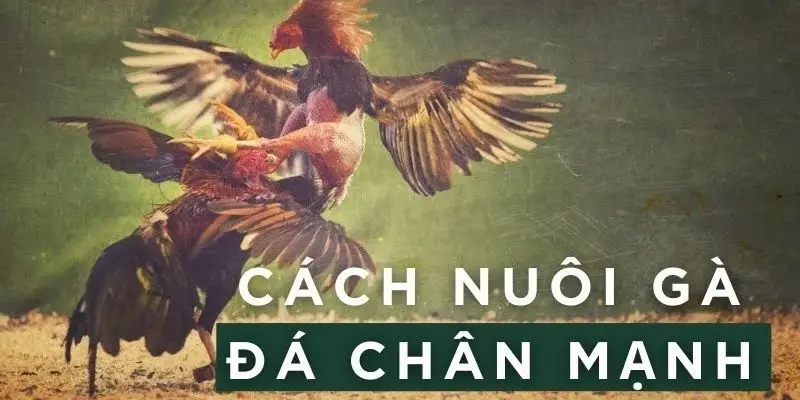 Cách nuôi gà đá chân mạnh nhờ bài tập khoa học